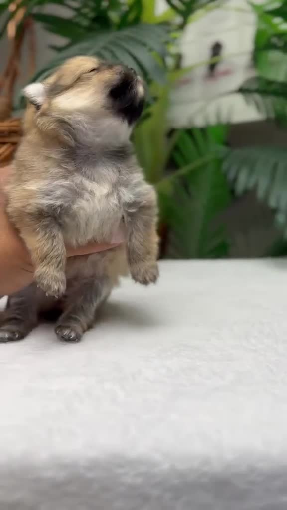 Pomerania perros en venta: POMERANIA. HEMBRAS - Video 1