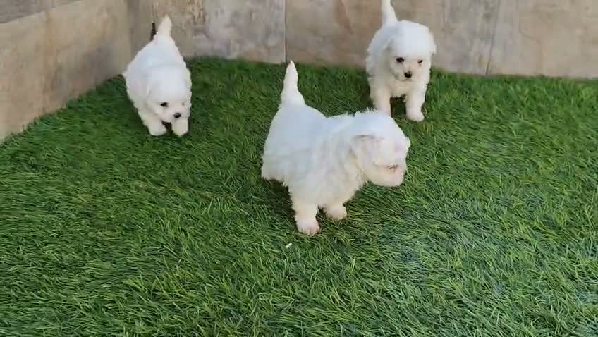 Bichón Maltés perros en venta: CACHORROS DE BICHON MALTÉS TOY - Video 2