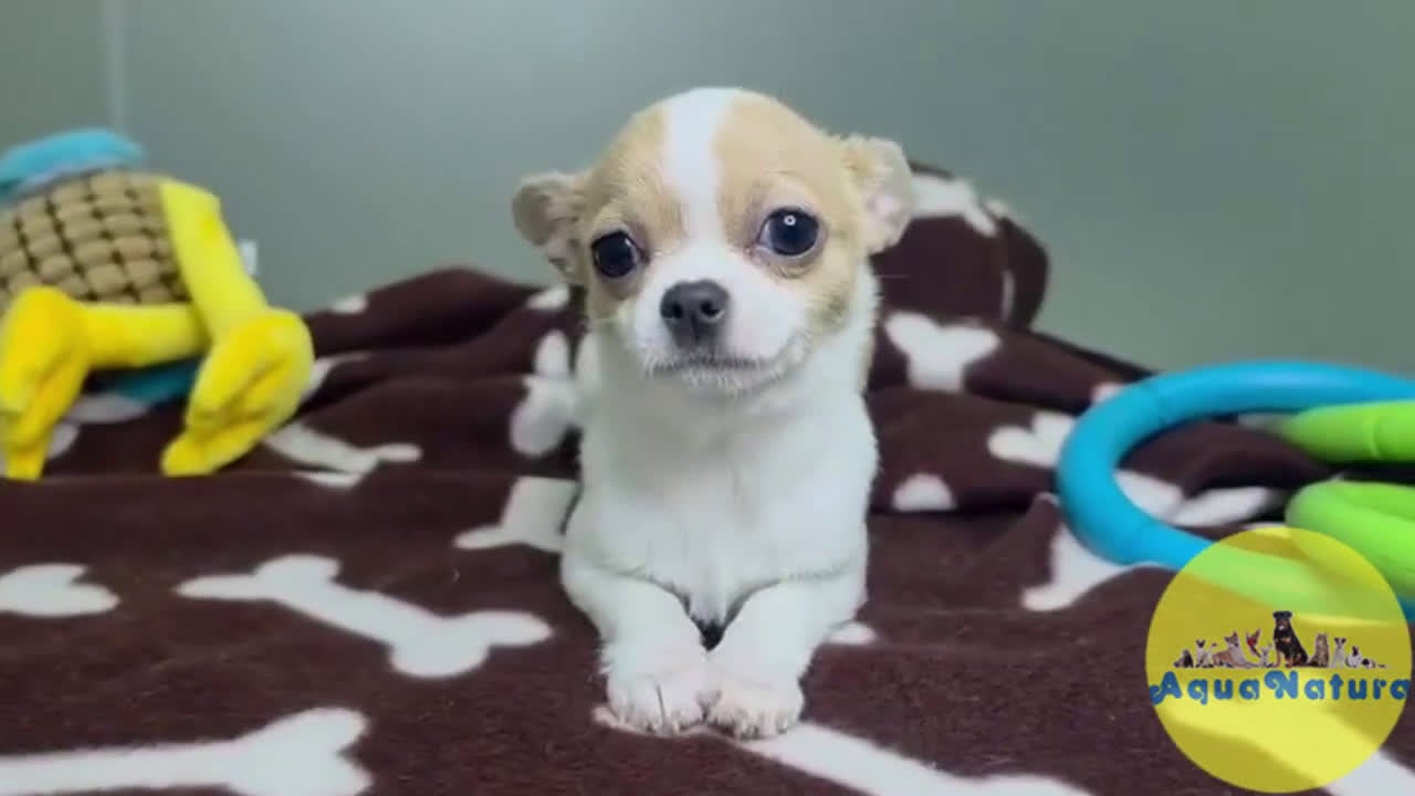 Chihuahua perros en venta: Chihuahua Hembra DCD 7749 AQUANATURA - Video 1