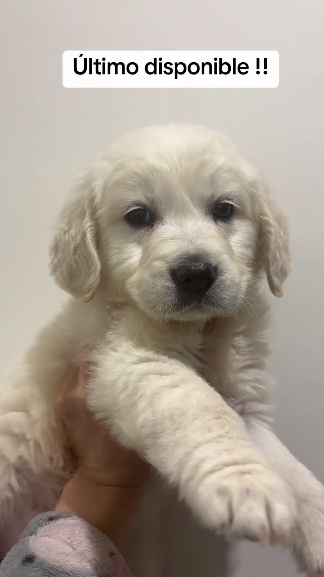 Golden Retriever perros en venta: Último macho disponible!! en Alicante - Video 1