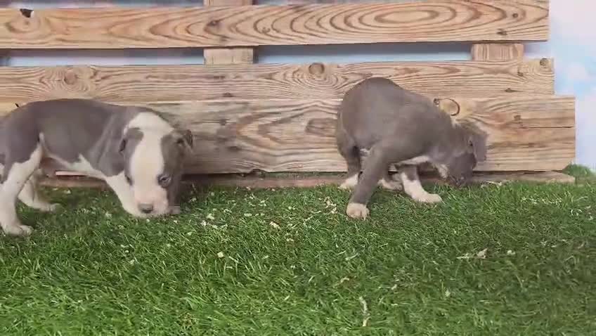 American Staffordshire-Terrier perros en venta: American Stanford  - Video 1