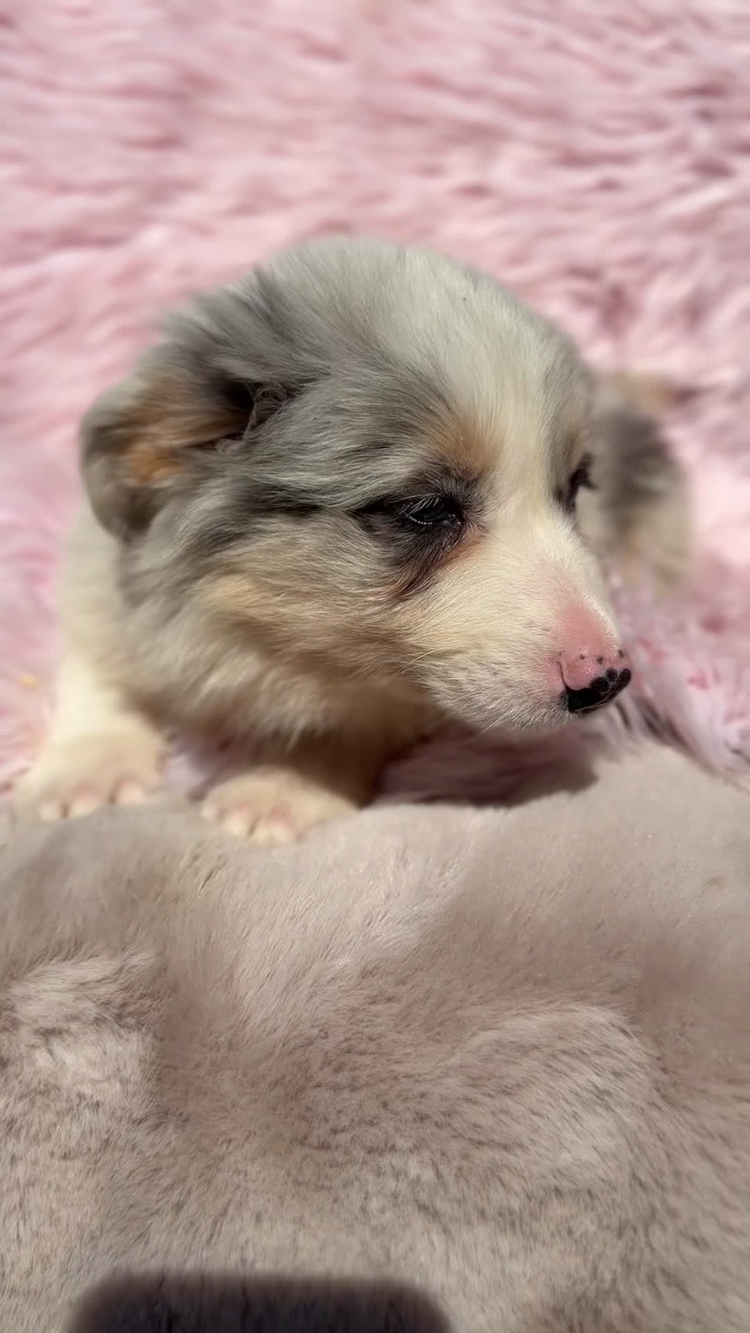 Bulldog Francés perros en venta: Bulldog vaca  - Video 1