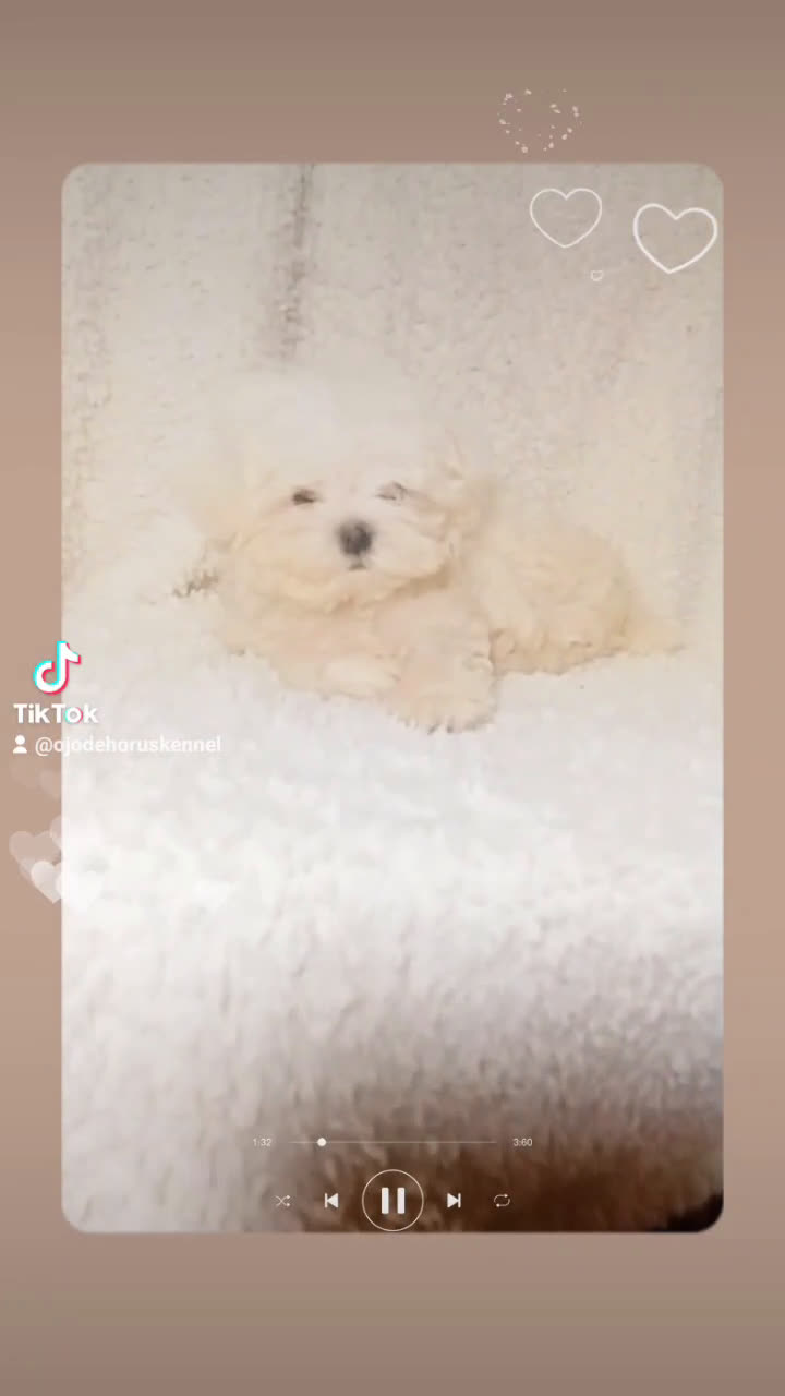 Bichón Maltés perros en venta: ✨Bichón maltés coreano✨🐾💙 - Video 1