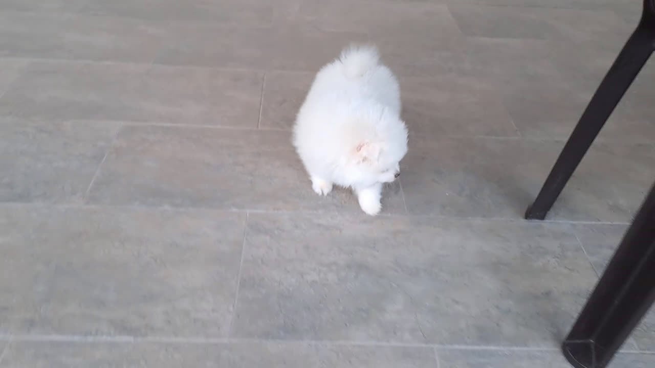 Pomerania perros en venta: Cachorrito de Pomerania  - Video 2