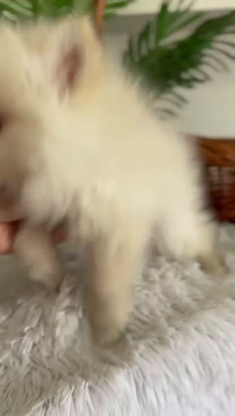 Pomerania perros en venta: POMERANIA - Video 2
