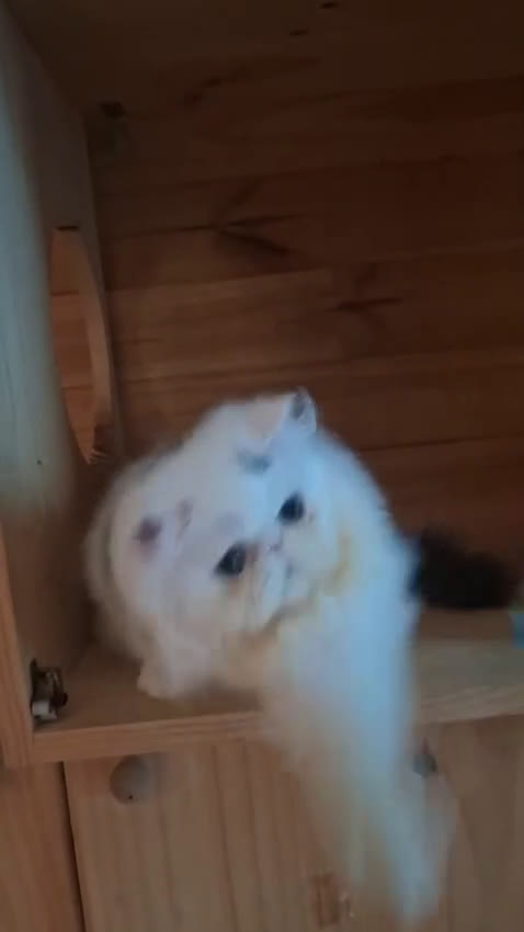 Persa gatos en venta: Gatito Persa - Video 2