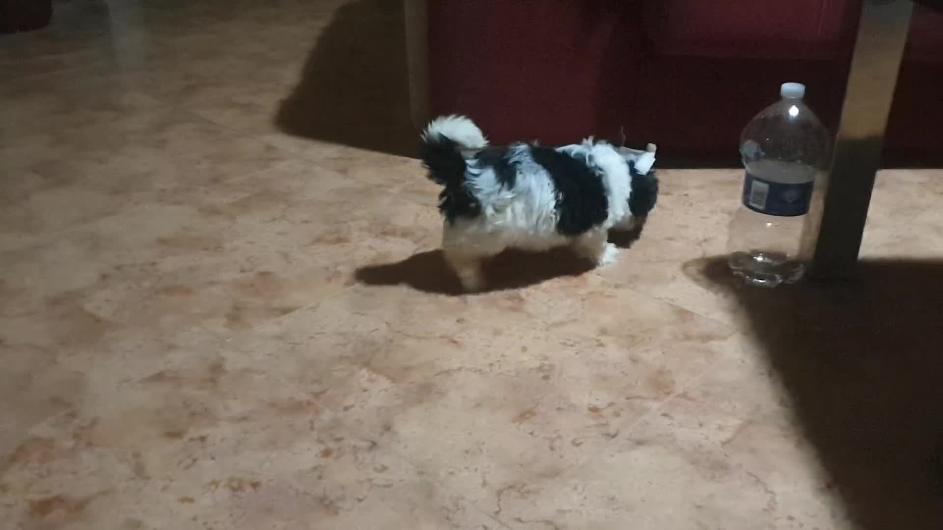 Biewer Yorkshire Terrier a la Pom Pon perros en venta: Cachorros de biewer con pedigree - Video 2
