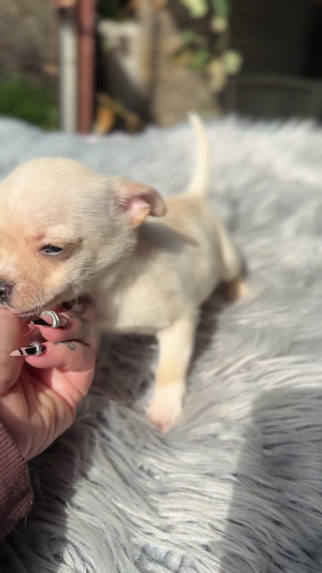 Chihuahua perros en venta: Chihuahua blanco  - Video 1