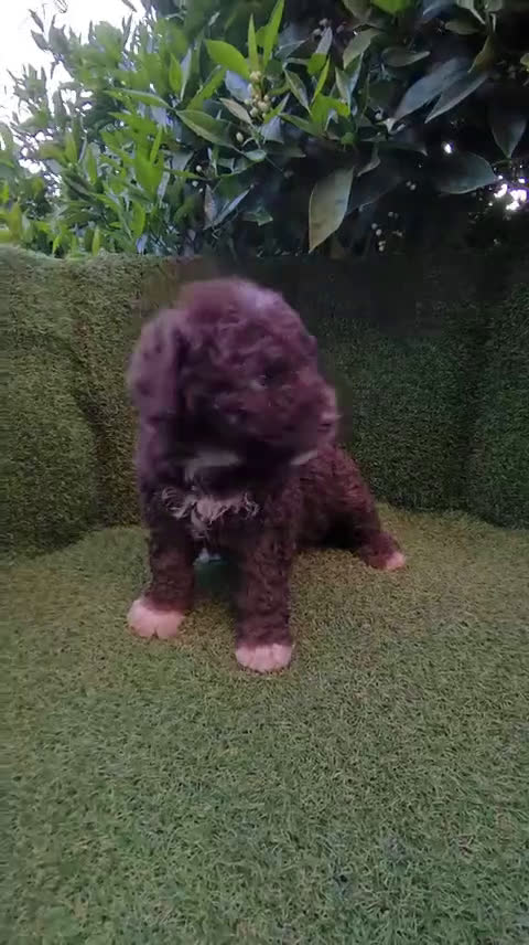 Perro de Agua Español perros en venta: Perros de agua  - Video 3