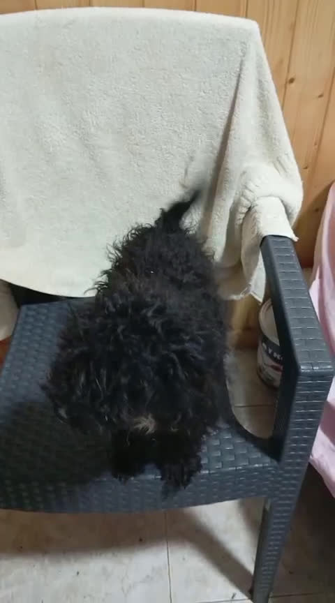 Caniche Toy perros en venta: Caniche toy - Video 1