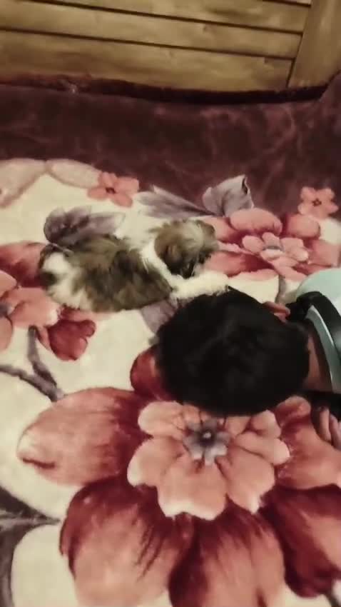 Shih Tzu perros en venta: SHIH TZU HEMBRA TOY  - Video 1