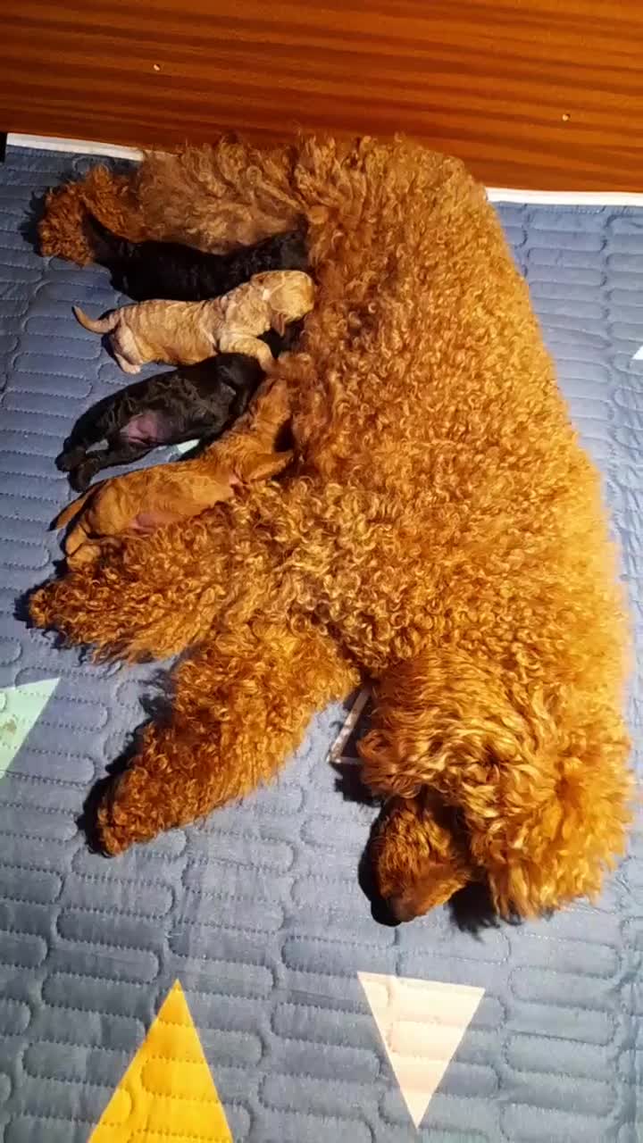 Caniche Enano perros en venta: Camada Caniche Enano Leonado/Negro entrega Junio26 - Video 1