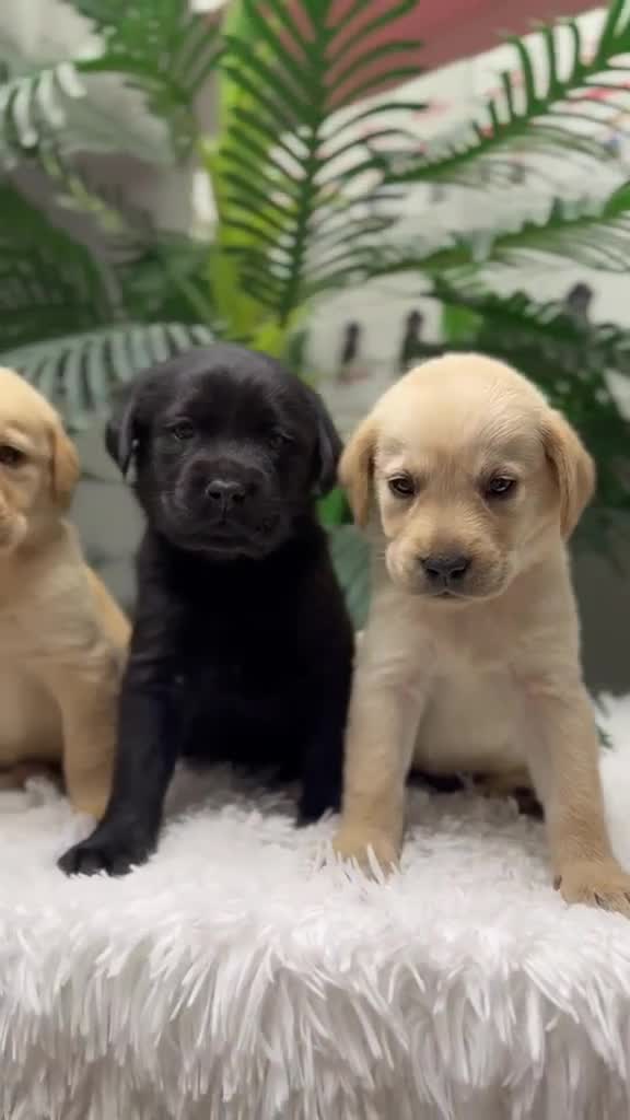 Labrador Retriever perros en venta: LABRADOR RETRIEVER - Video 2