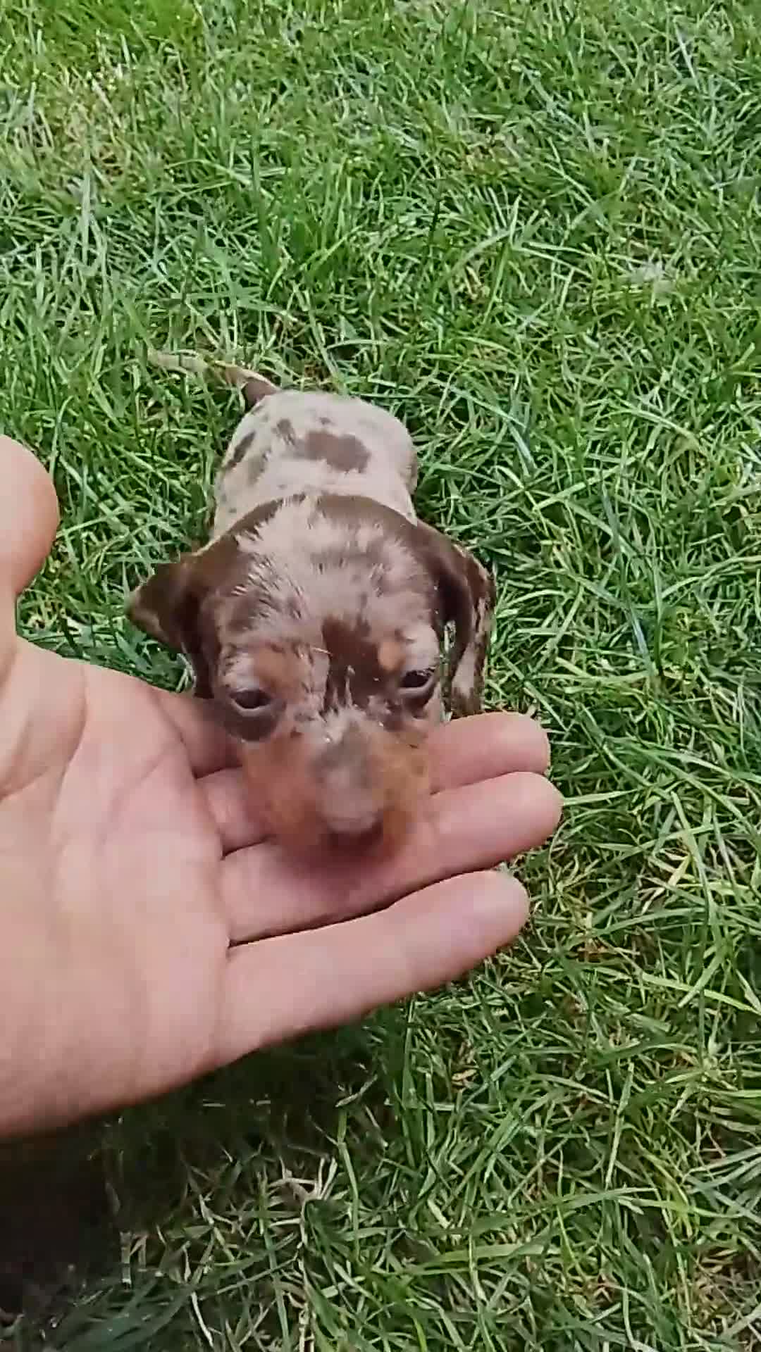 Teckel perros en venta: Cachorra de teckel  - Video 2