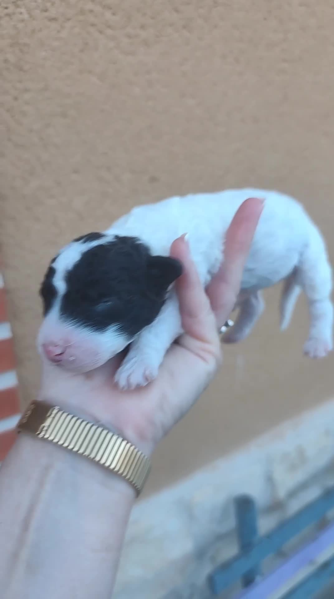 Perro de Agua Español perros en venta: Ultimo perro de aguas bicolor en Madrid - Video 4