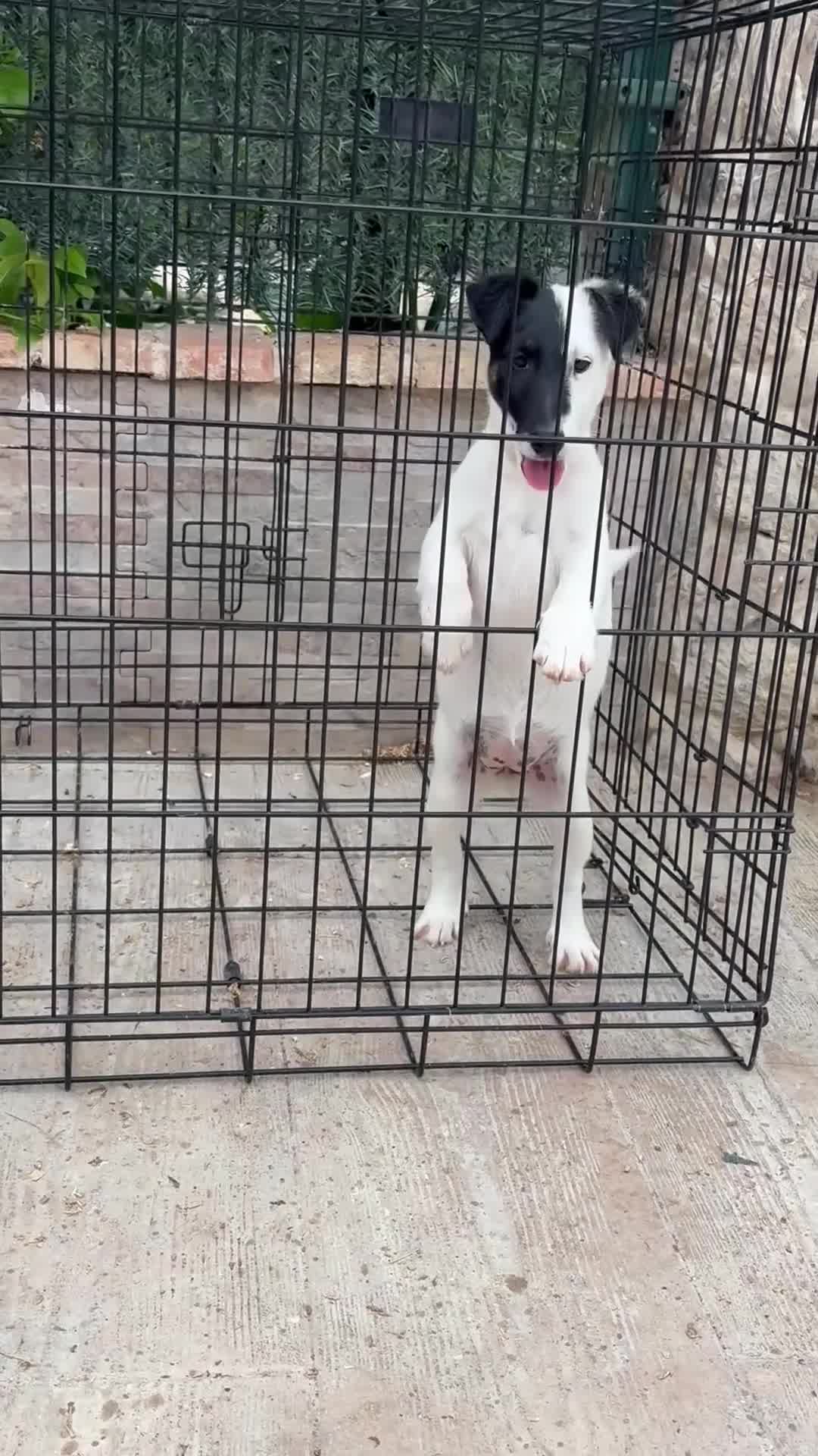 Fox Terrier de Pelo Liso perros en venta: Hembra fox de pelo liso  - Video 1