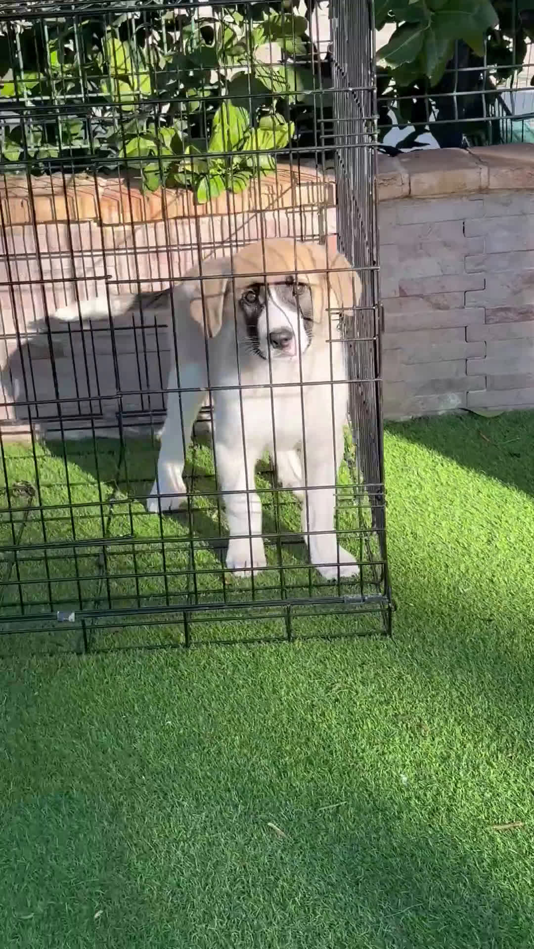 Mastín Español perros en venta: Cachorra de mastín español  - Video 1