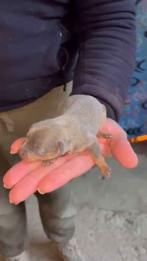 Pinscher Miniatura perros en venta: Mini pinscher ya puedes reservar  - Video 1