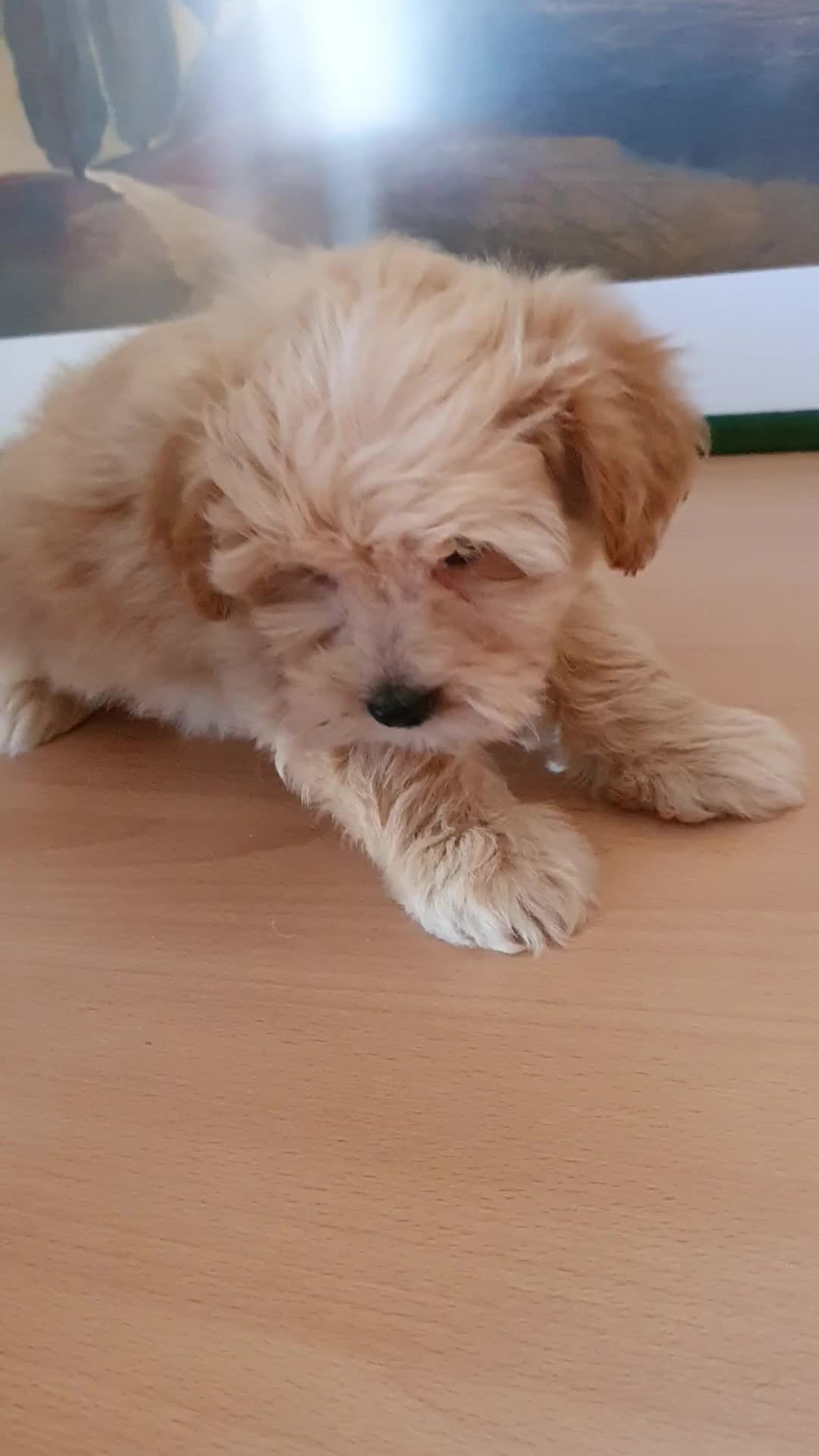 Raza Mixta perros en venta: Maltipoo macho cachorro - Video 2