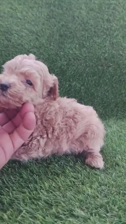 Caniche Toy perros en venta: Micro caniche toy - Video 1