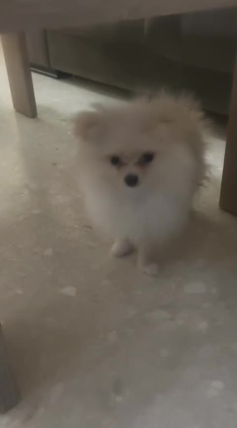 Pomerania perros en venta: Pomerania toy toy - Video 2