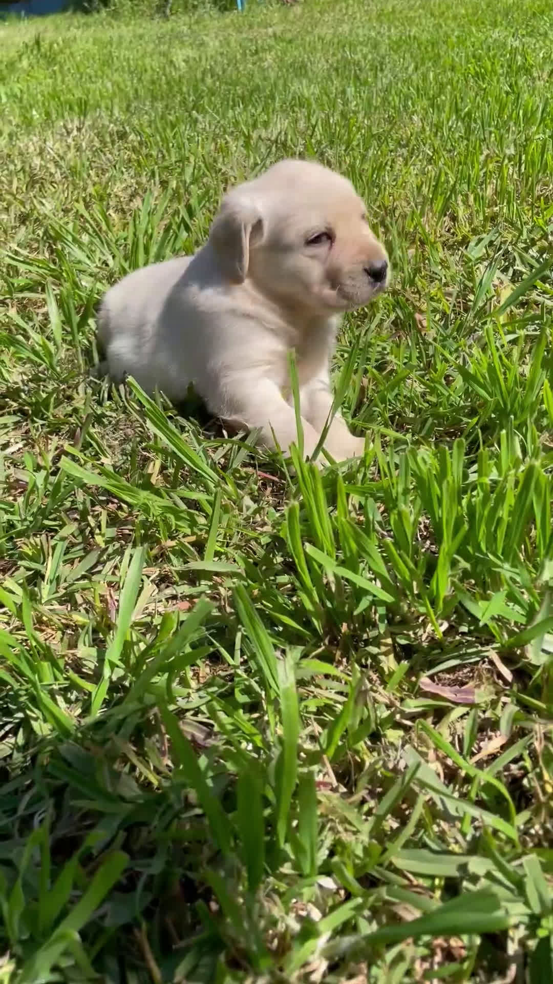 Labrador Retriever perros en venta: Labradores  - Video 3