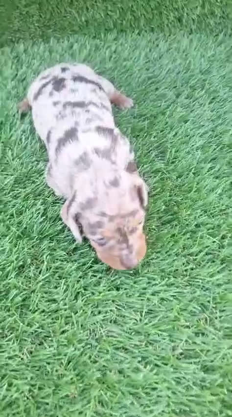 Teckel Miniatura perros en venta: Teckel kanichen - Video 1