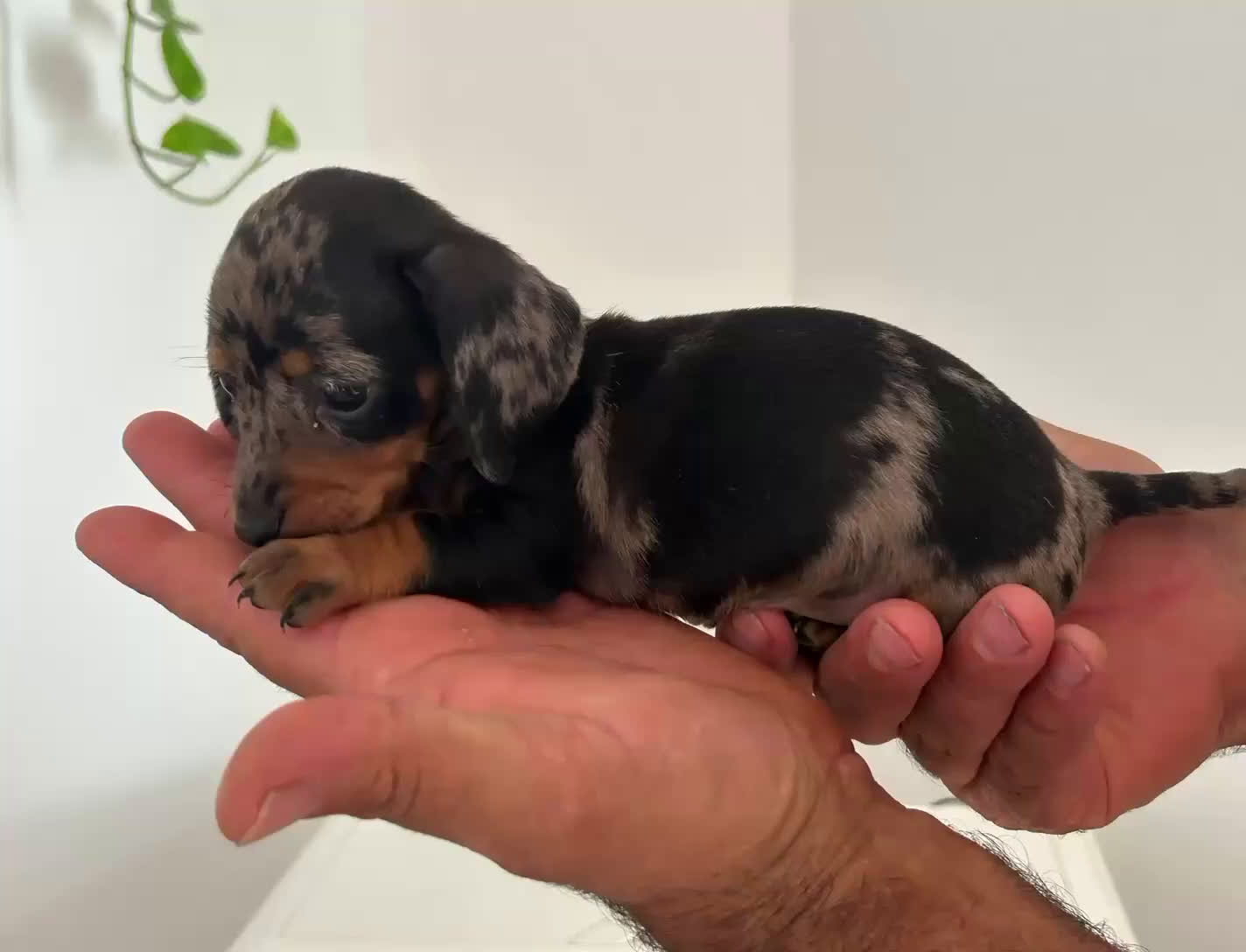 Teckel Miniatura perros en venta: Teckel caniche  - Video 1