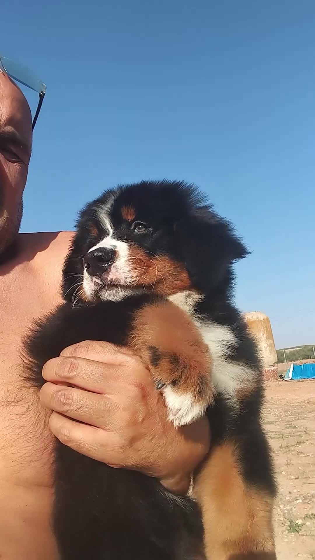 Boyero de Berna perros en venta: BOYERO DE BERNA 2 hembras  - Video 2