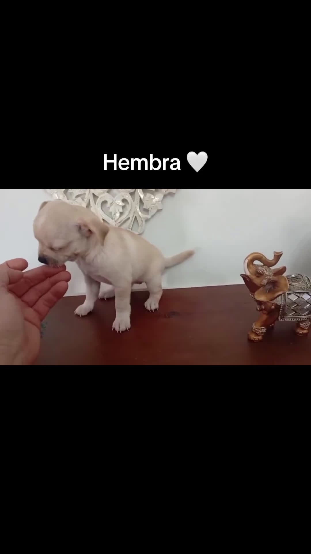 Chihuahua perros en venta: Chihuhua hembra  - Video 1
