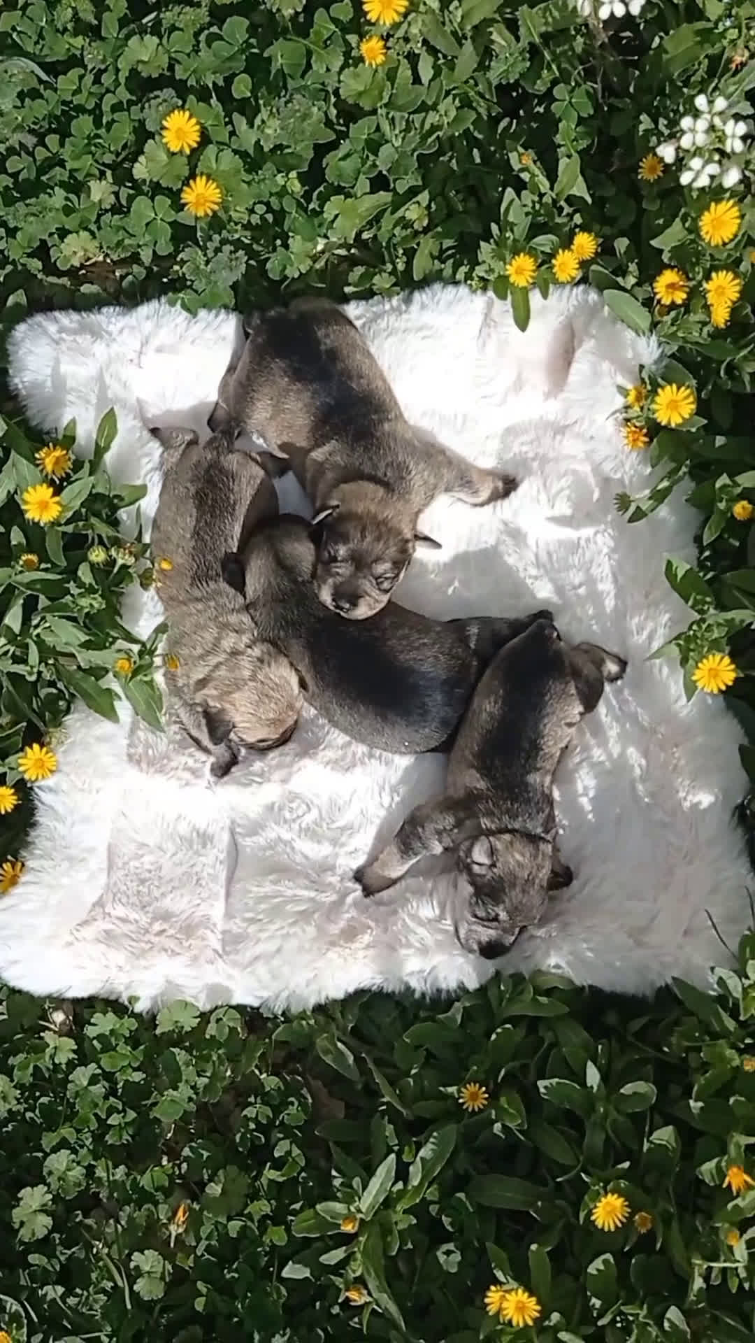 Schnauzer Miniatura perros en venta: Schnauzer miniatura sal y pimienta 😍🐾❤️ - Video 1