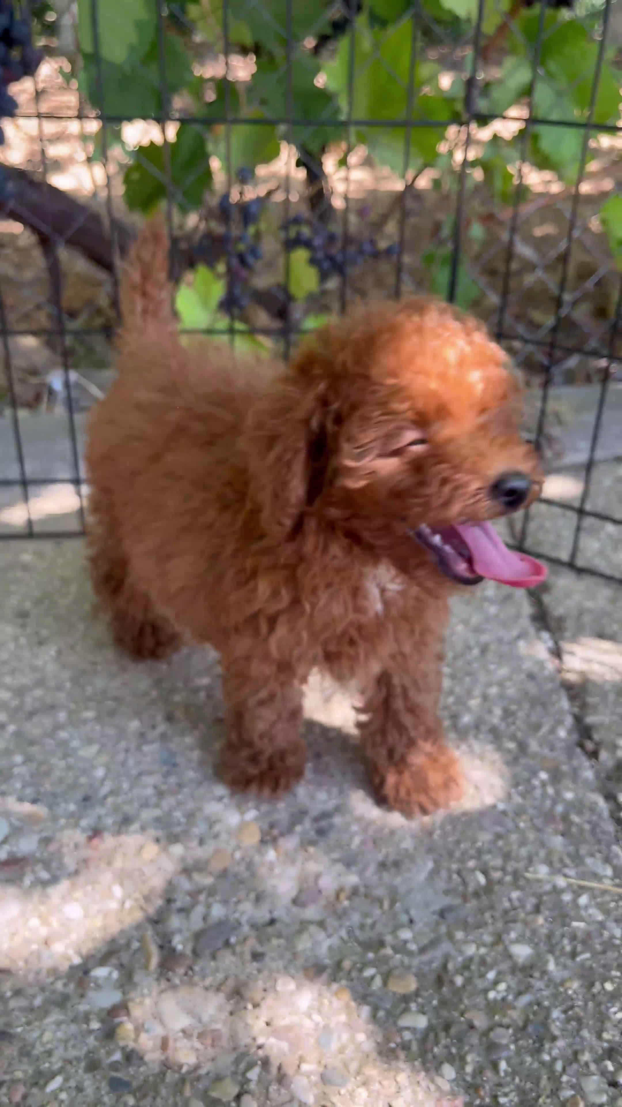Caniche Toy perros en venta: Caniche toy  - Video 1