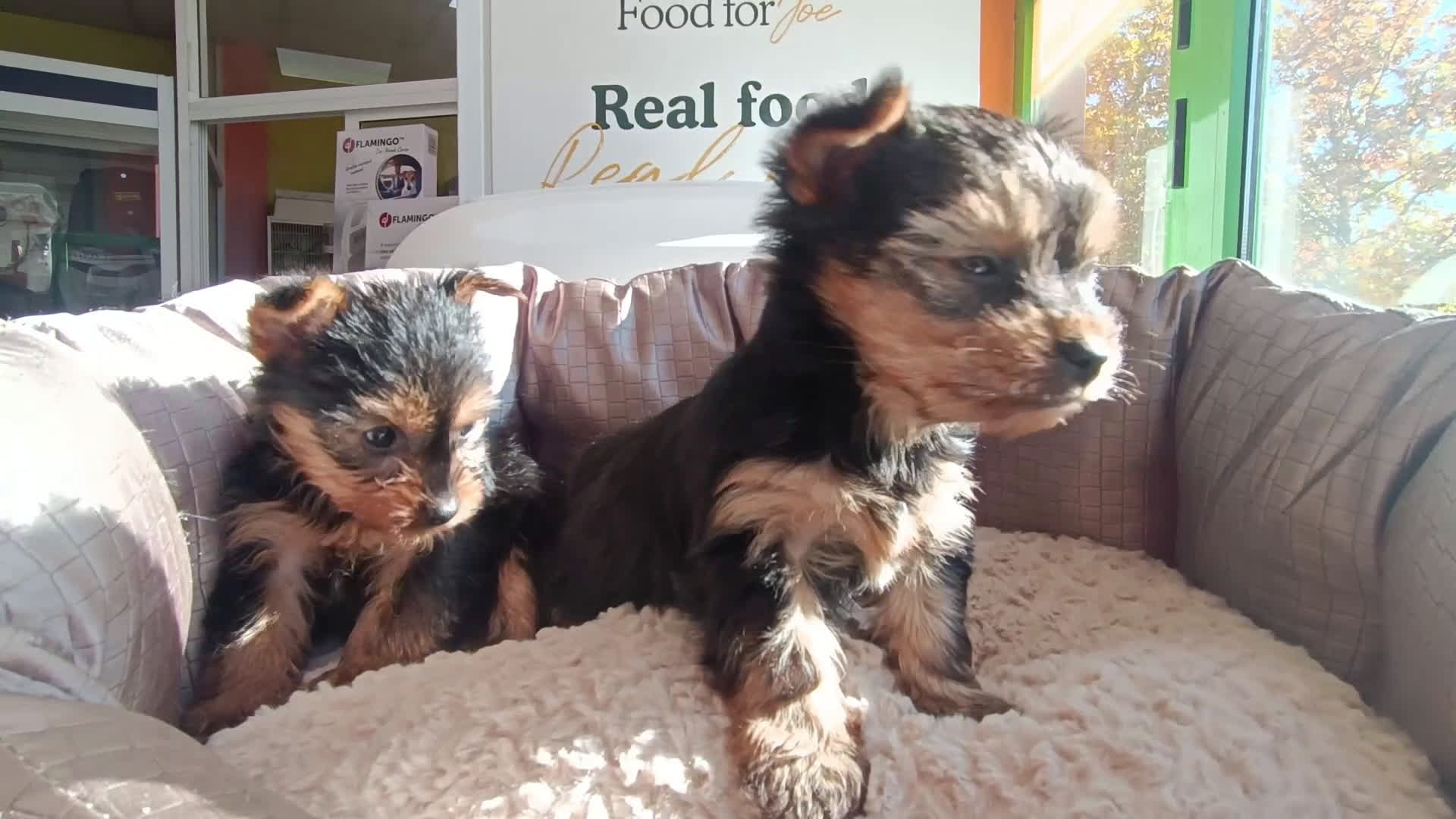 Yorkshire Terrier perros en venta: Cachorros de Yorkshire  - Video 1