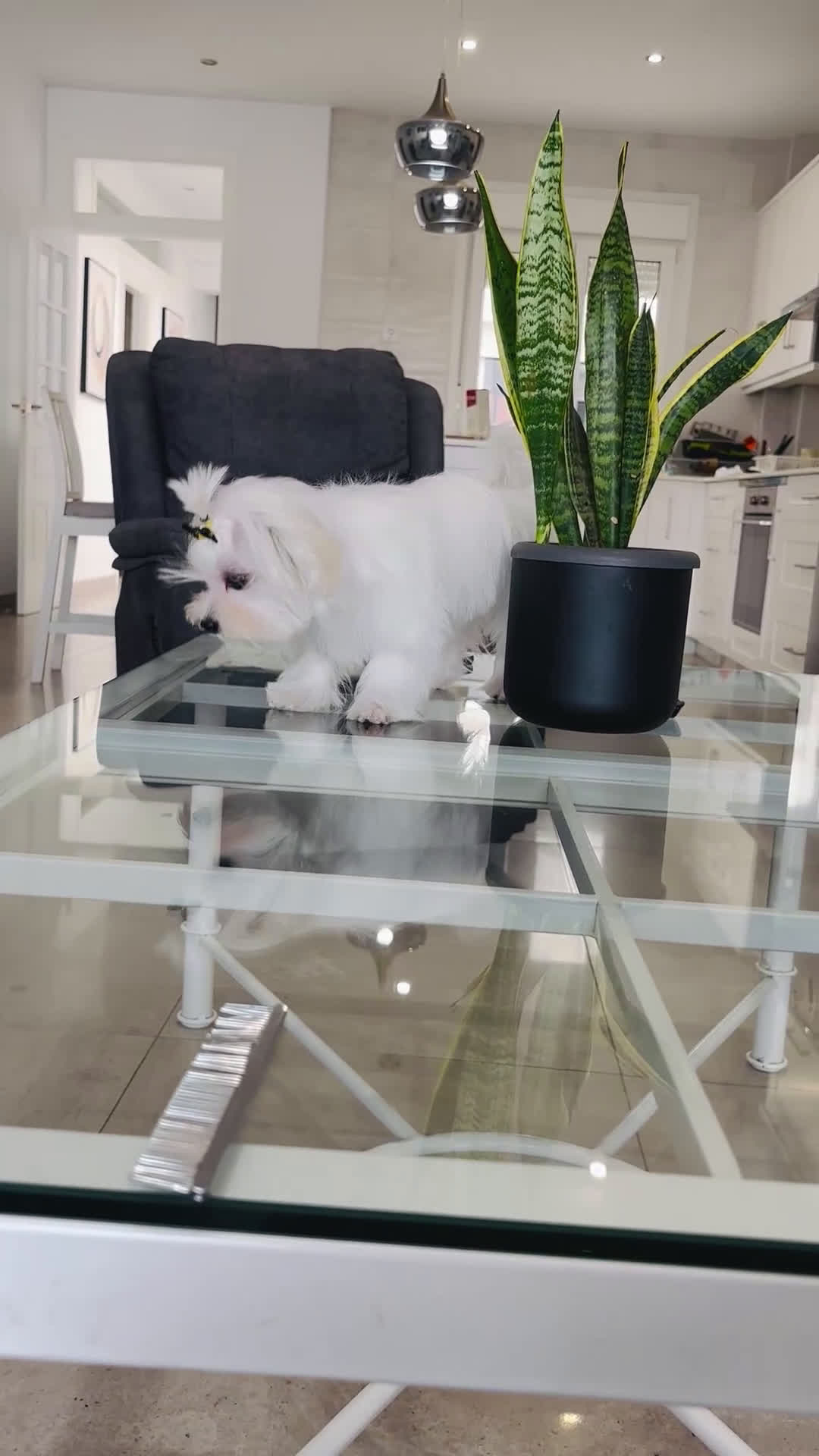 Bichón Maltés perros en venta: Bichon maltes macho tamaño pequeño - Video 1