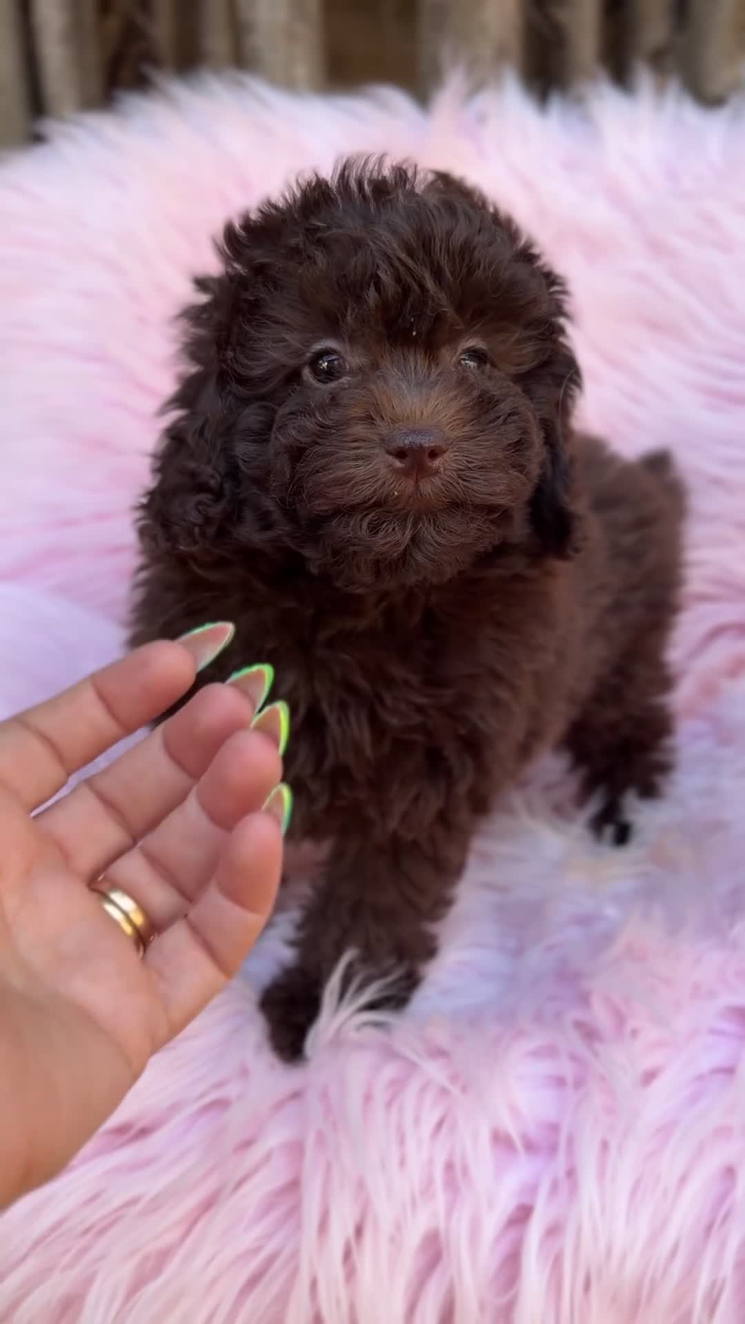 Maltipoo perros en venta: Maltipoo F1B chocolate  - Video 3