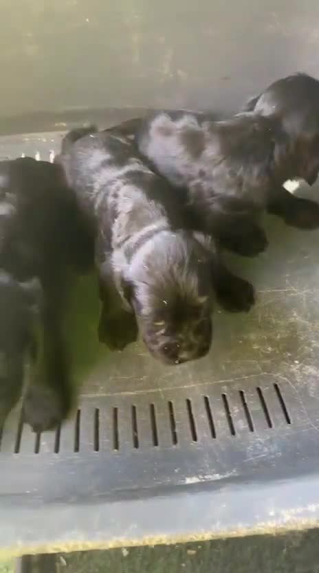 Cocker Spaniel Americano perros en venta: Cocker - Video 2