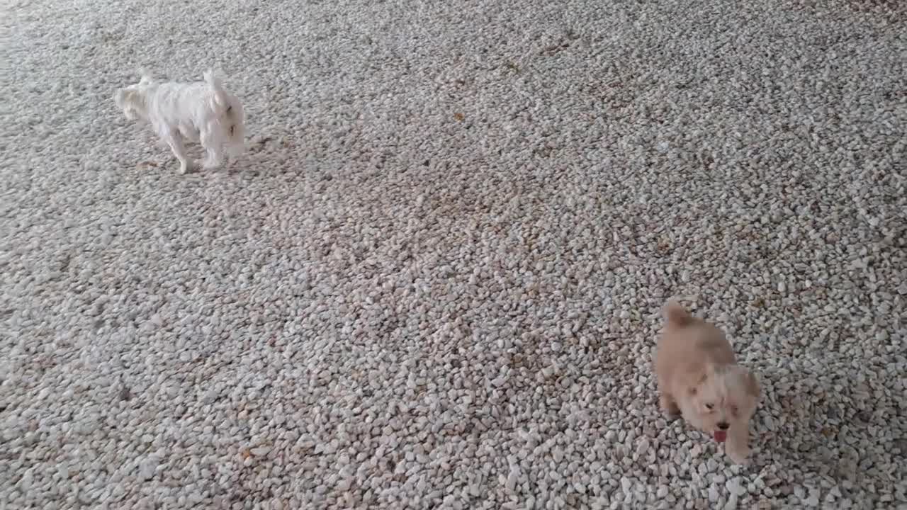 Maltipoo perros en venta: Maltipoo Toy Apricot  - Video 2