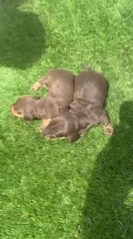 Teckel Miniatura perros en venta: Teckel Kanichen Chocolate preciosos  - Video 1