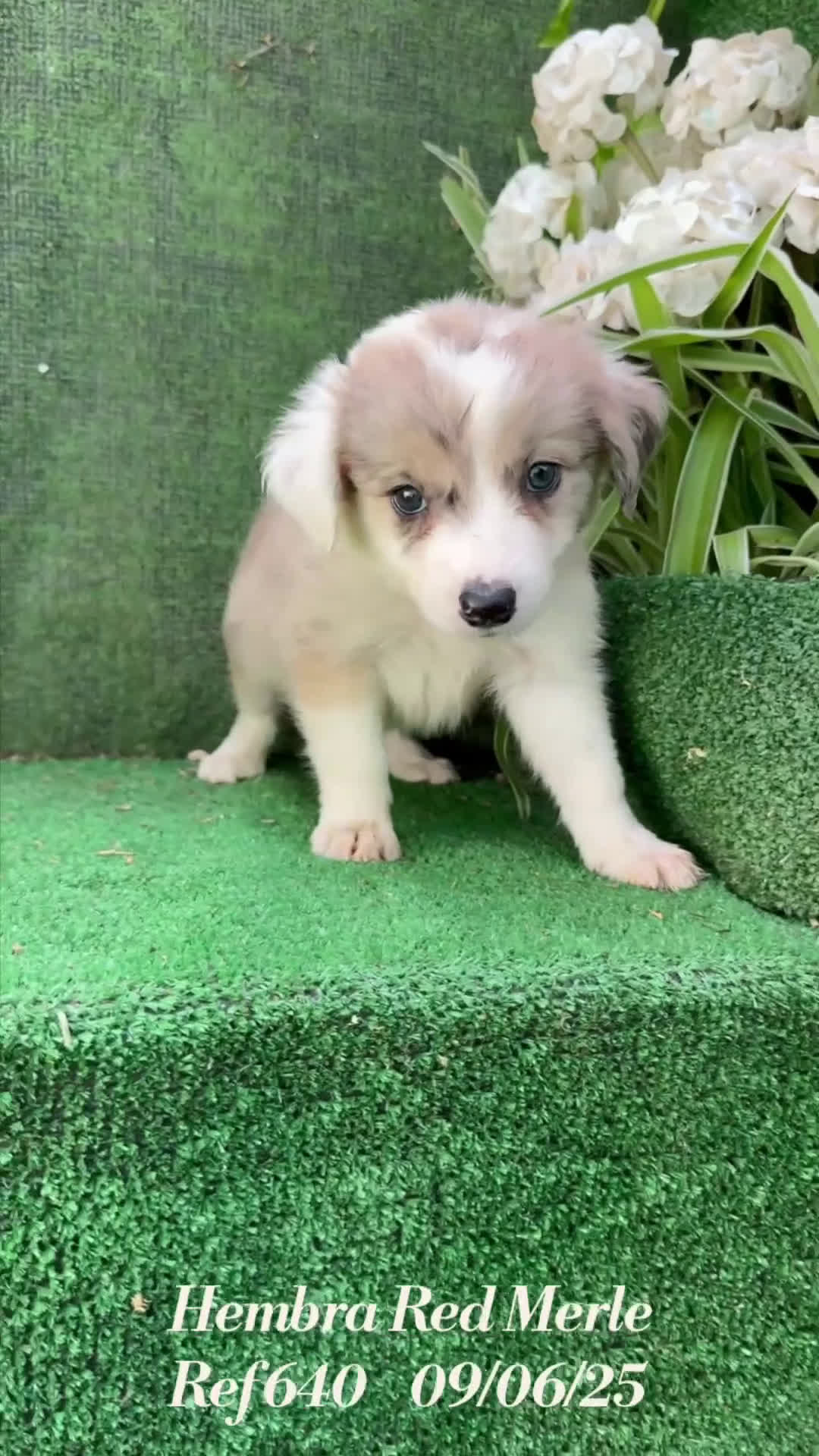 Border Collie perros en venta: Border Collie hembra red Merle - Video 1