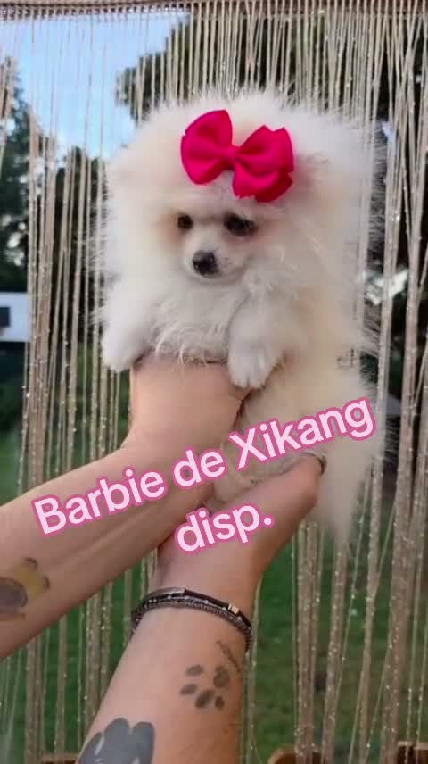 Pomerania perros en venta: Hembrita pomerania - Video 1