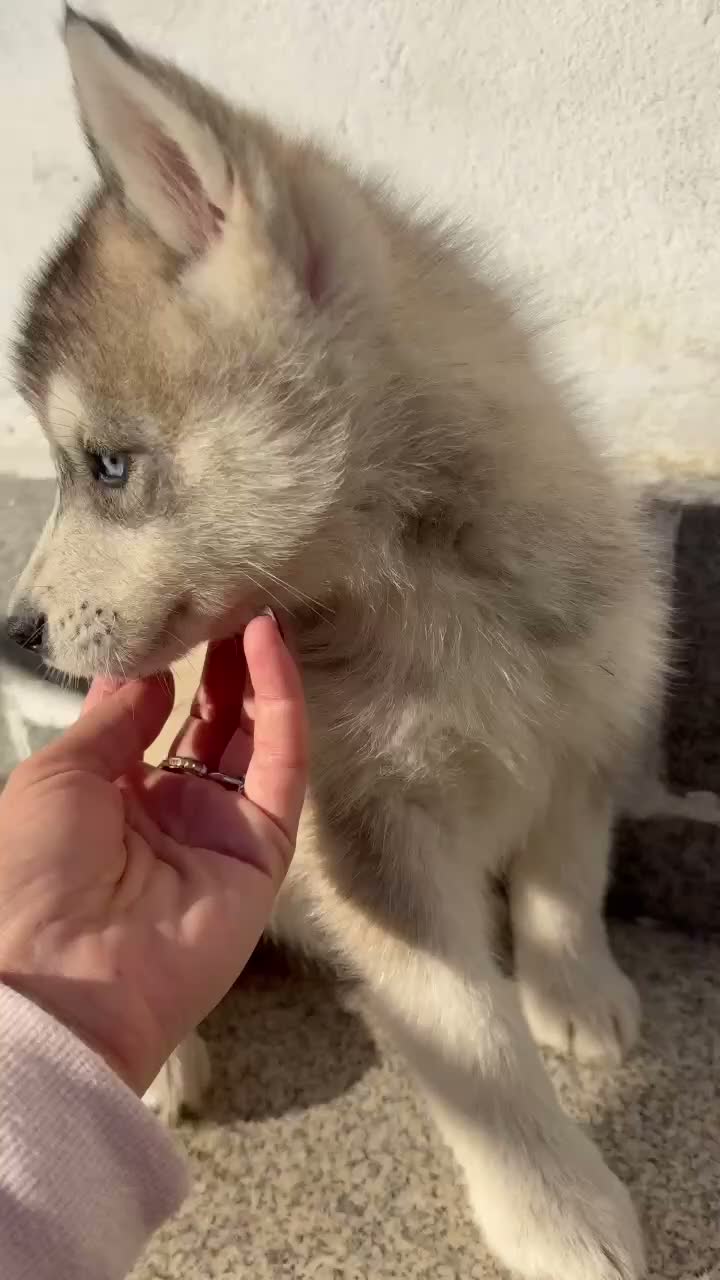 Husky Siberiano perros en venta: Husky disponibles - Video 1