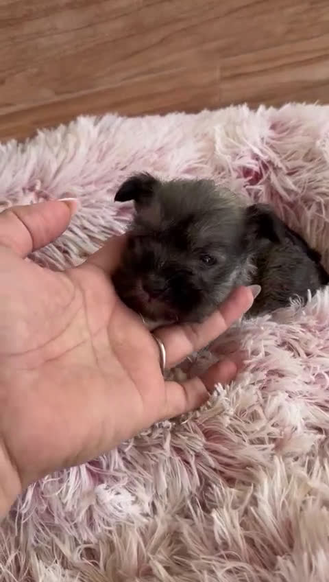 Schnauzer Miniatura perros en venta: Schnauzer mini  - Video 1