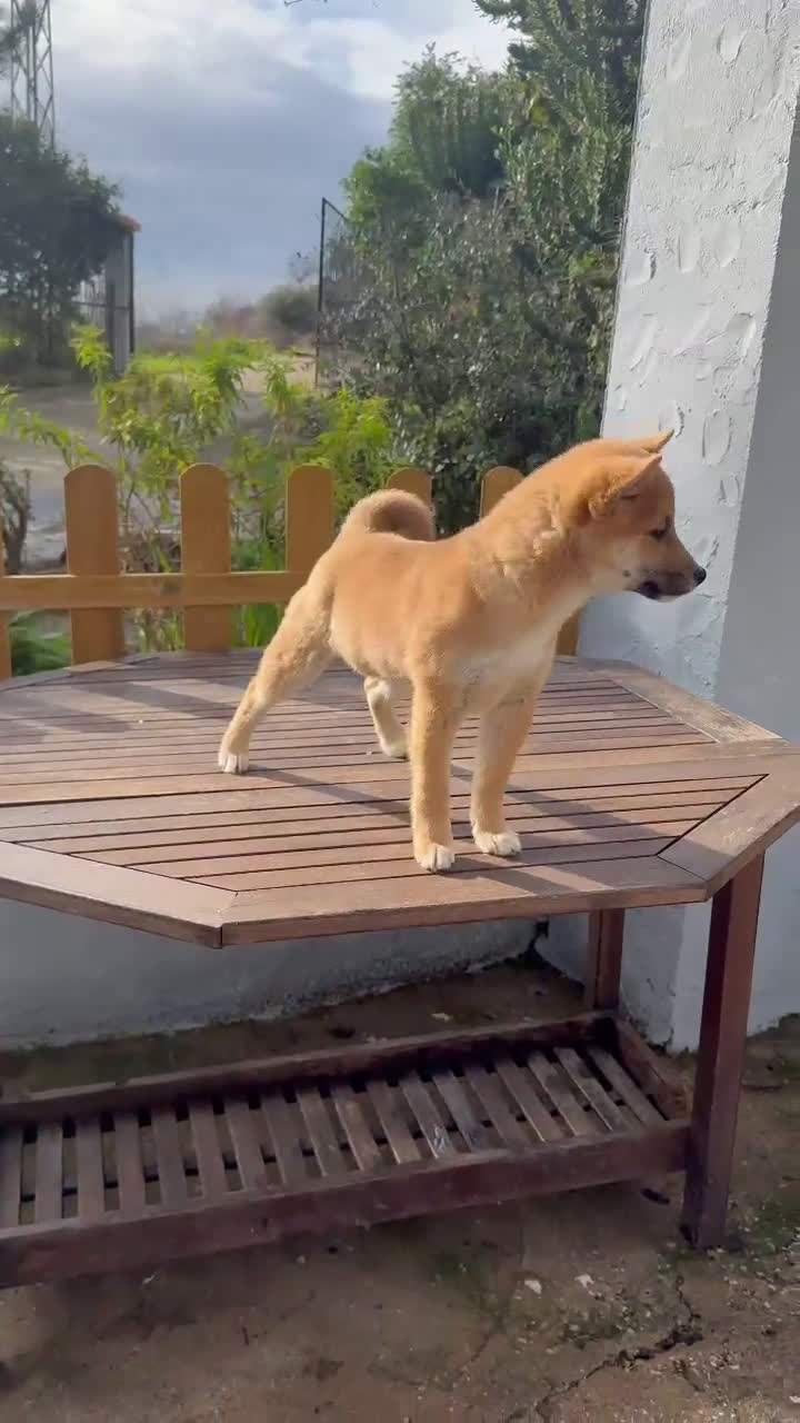 Shiba Inu perros en venta: Shiba Inu macho disponible  - Video 1