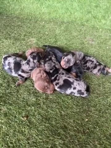 Teckel Miniatura perros en venta: Venta teckel - Video 1