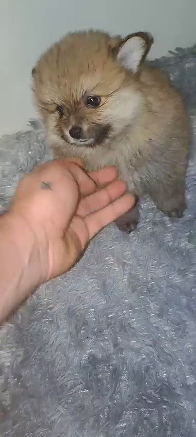 Pomerania perros en venta: Pomerania lulu Toy muy peluditos y chatitos  - Video 4