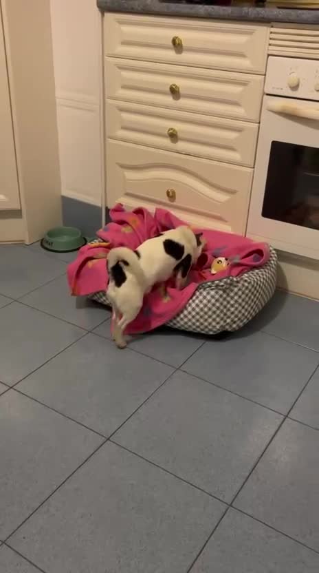 Chihuahua perros para monta: Chihuahua cabeza manzana  - Video 2
