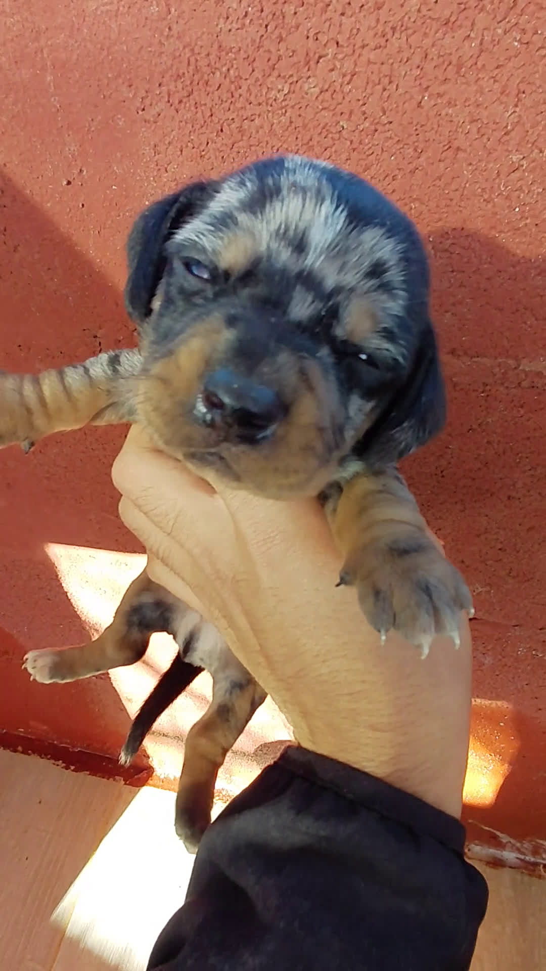 Teckel perros en venta: Teckels arlequines - Video 1