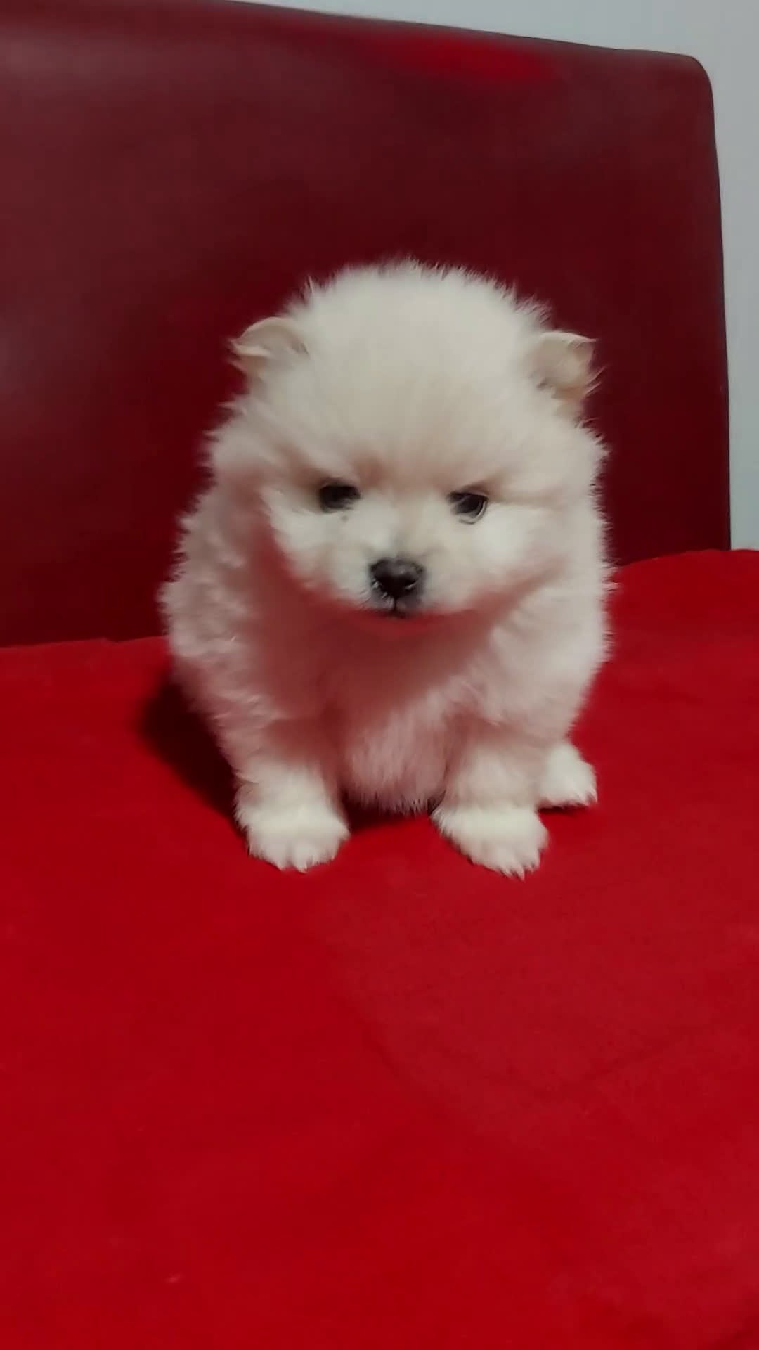 Pomerania perros en venta: Pomerania - Video 2