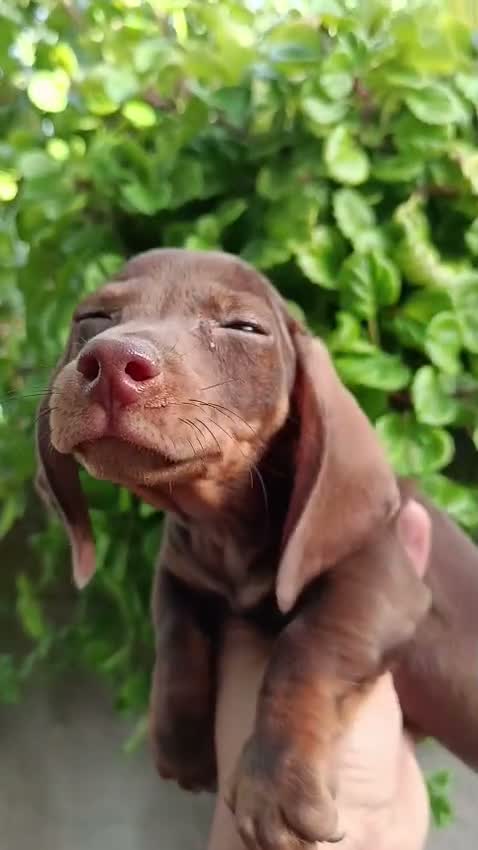 Teckel Miniatura perros en venta: Teckel miniatura  - Video 3