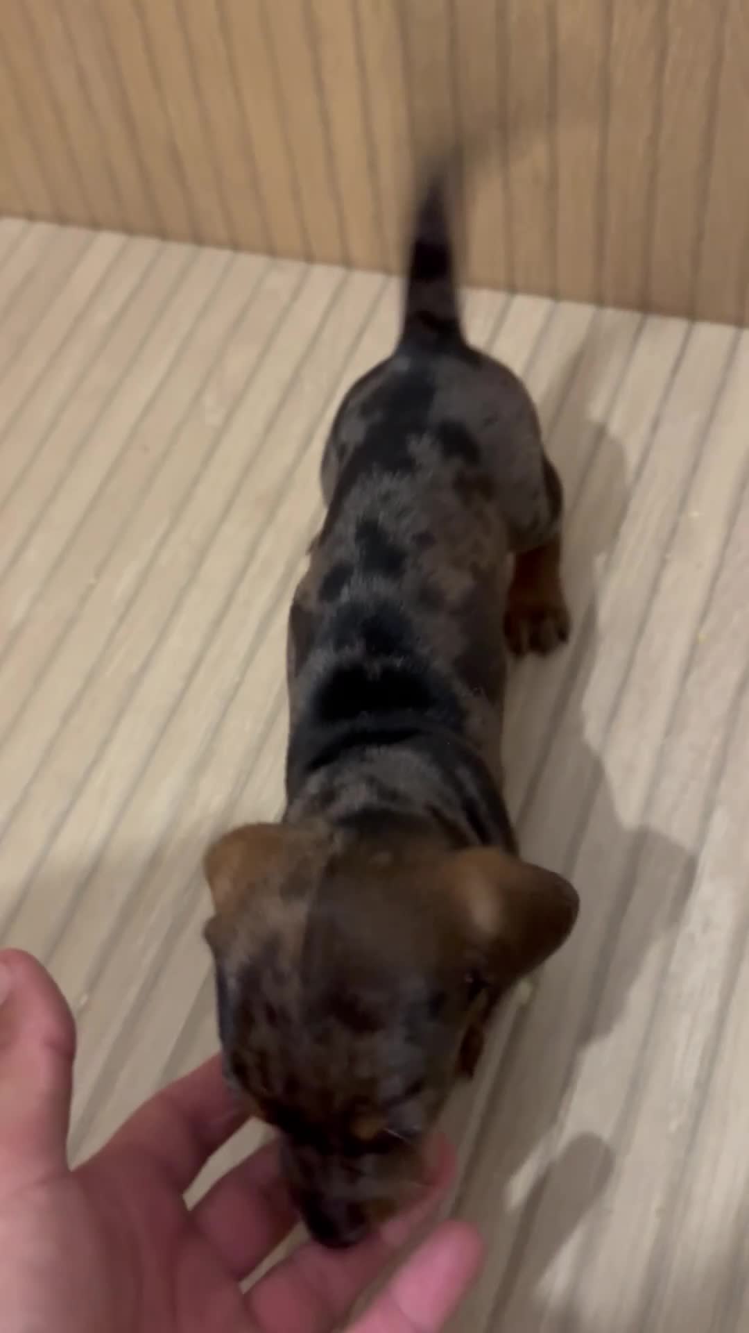 Teckel Miniatura perros en venta: teckel arlequin  - Video 3